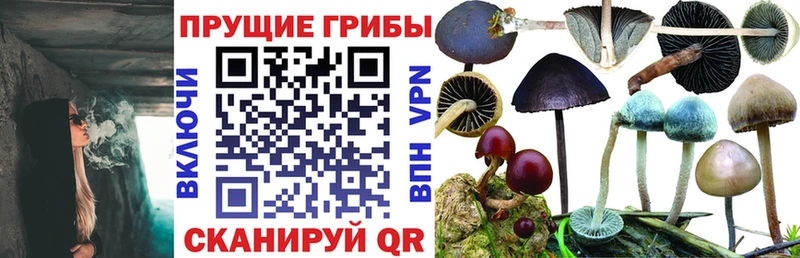 Псилоцибиновые грибы Psilocybe Грязи