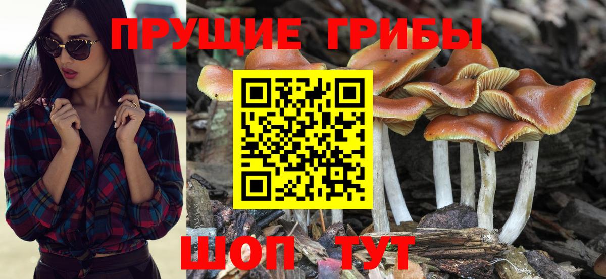 Псилоцибиновые грибы Psilocybe  Вход с VPN  Грязи 